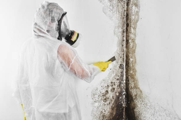 Best Toxic Mold Removal  in Proctor, VT