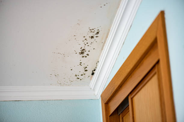 Best Attic Mold Removal  in Proctor, VT