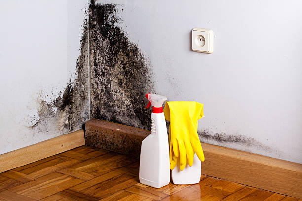 Best Mold Remediation  in Proctor, VT